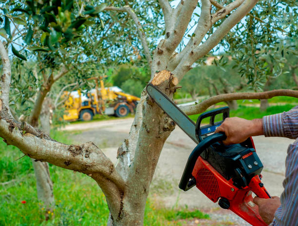 Dead Tree Removal in Ho Ho Kus, NJ